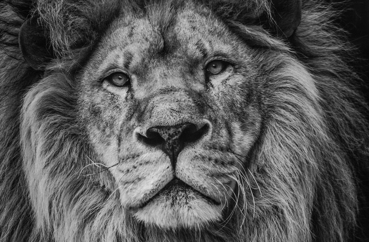 Lion Tattoo Ideas for Designs and Placement